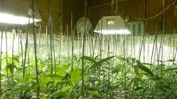 Marijuana plants grow under hot lights and an irrigation system in the kitchen of a private residence. (Photo by Carisa McCain)